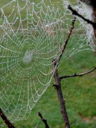 damp morning